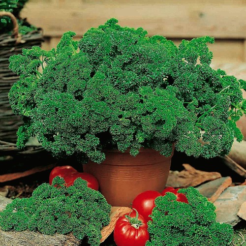 Wilko Parsley Aphrodite Seeds Compare Prices & Where To Buy Trolley.co.uk